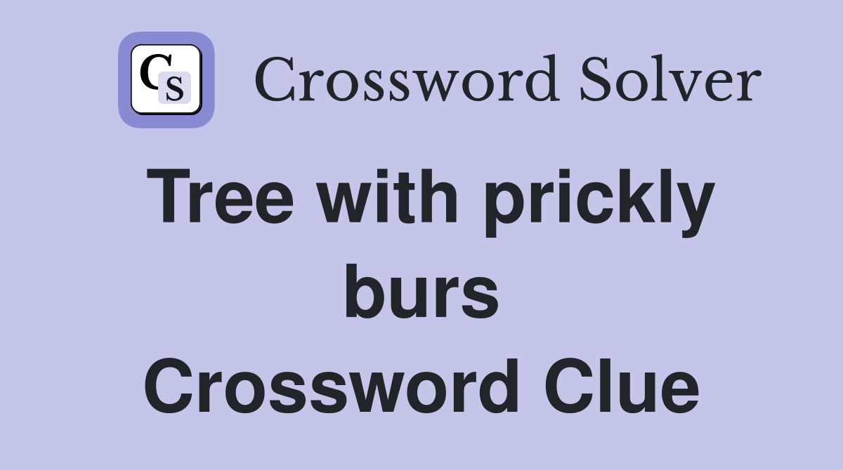Tree with prickly burs Crossword Clue