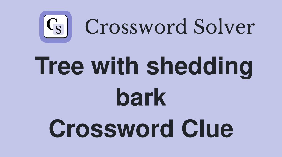 Tree with shedding bark Crossword Clue