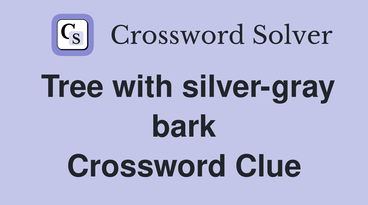 Tree with silver-gray bark Crossword Clue