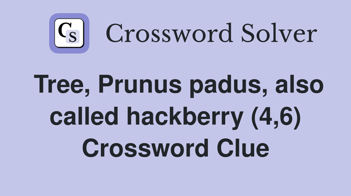 Tree, Prunus padus, also called hackberry (4,6) Crossword Clue