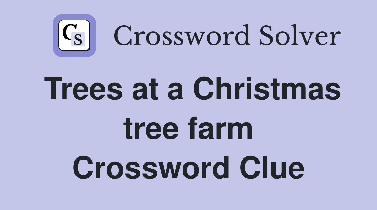 Trees at a Christmas tree farm Crossword Clue