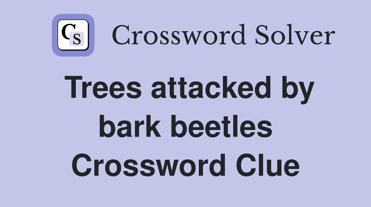 Trees attacked by bark beetles Crossword Clue