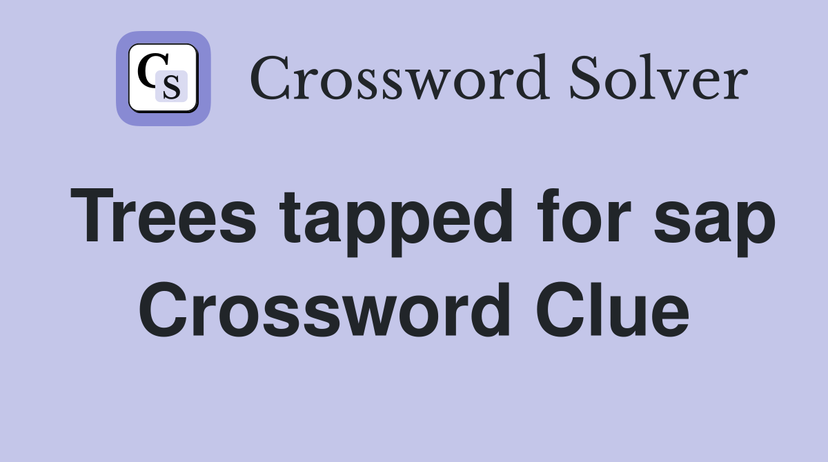 Trees tapped for sap Crossword Clue