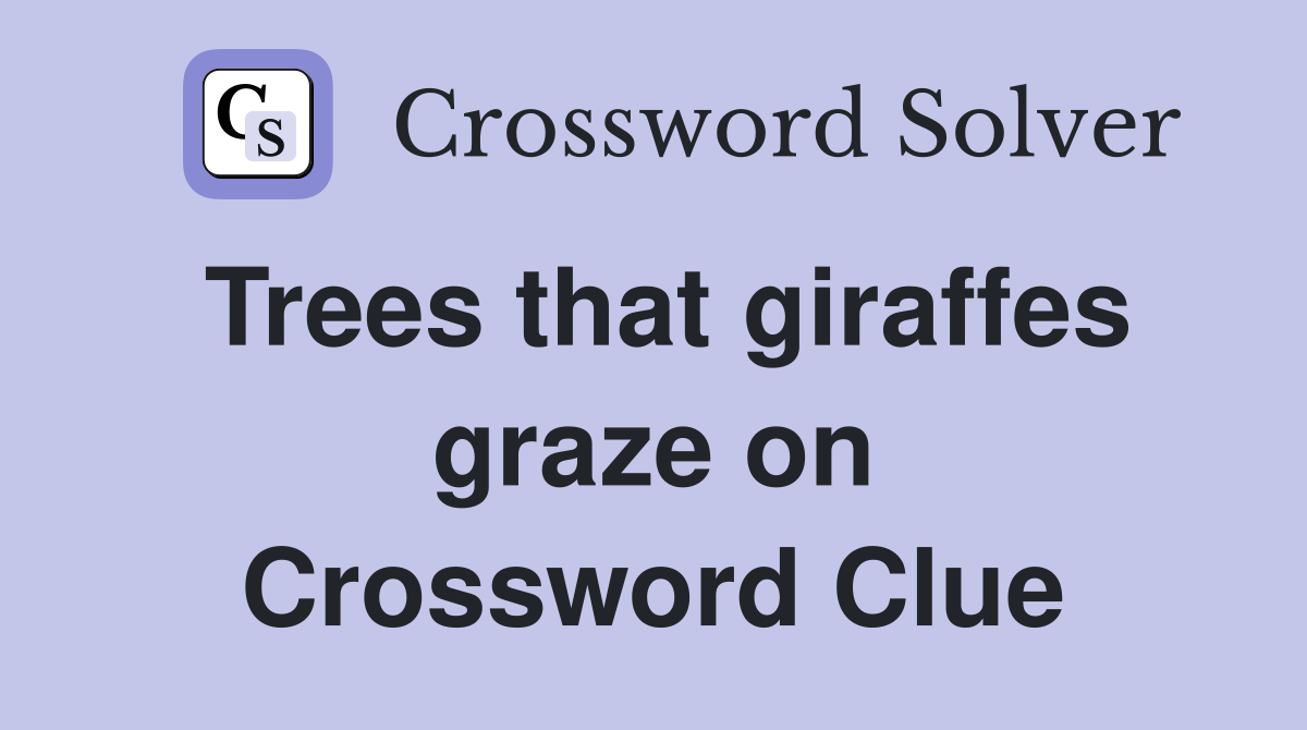 Trees that giraffes graze on Crossword Clue