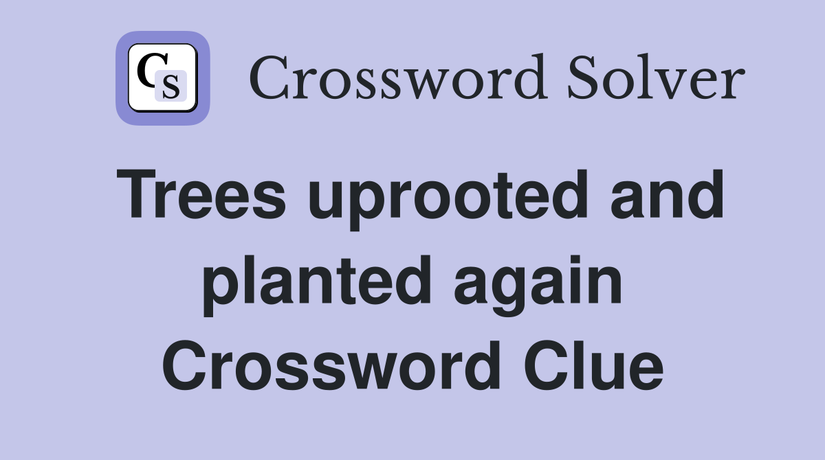 Trees uprooted and planted again Crossword Clue