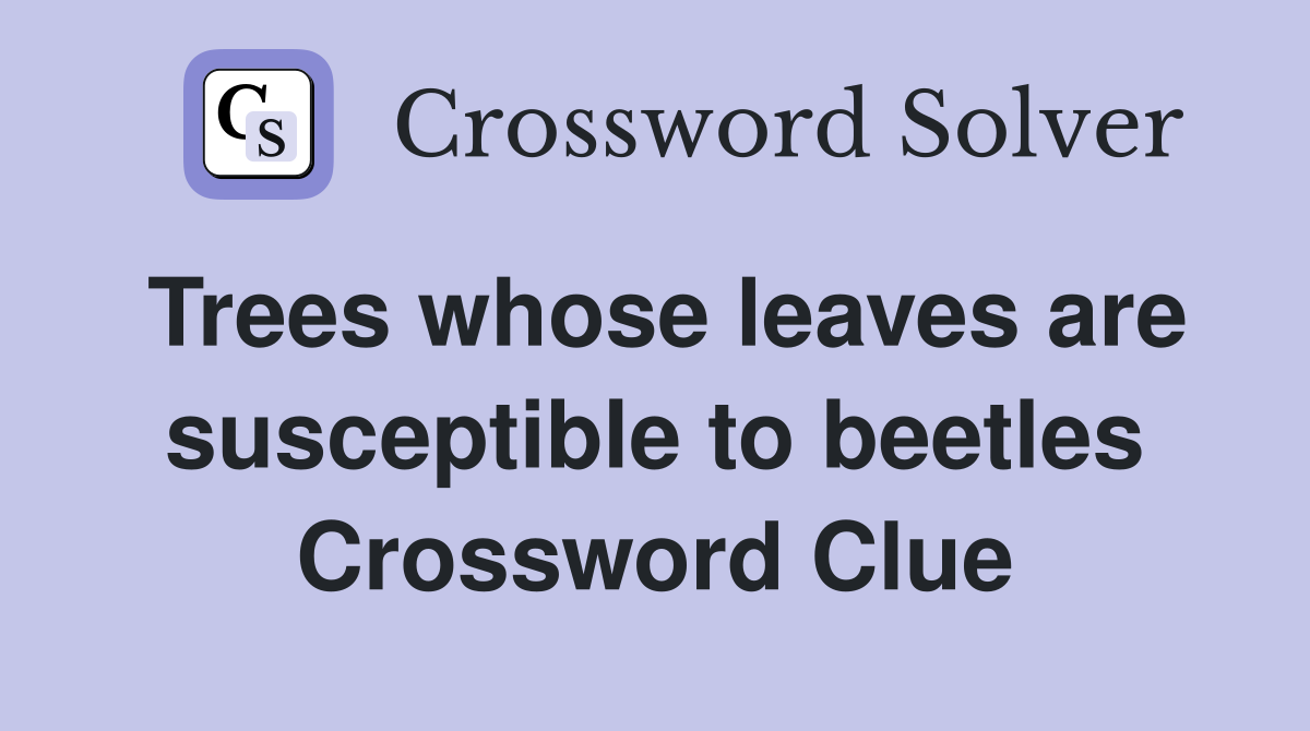 Trees whose leaves are susceptible to beetles Crossword Clue