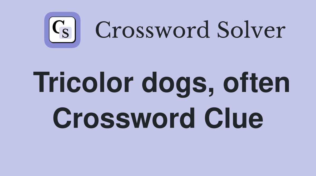 Tricolor dogs, often Crossword Clue