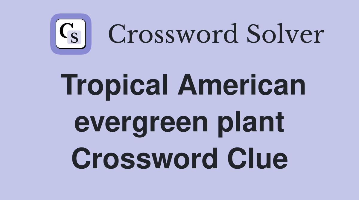 Tropical American evergreen plant Crossword Clue