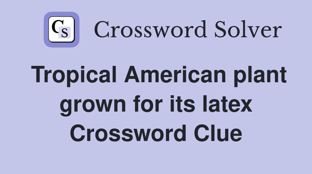 Tropical American plant grown for its latex Crossword Clue