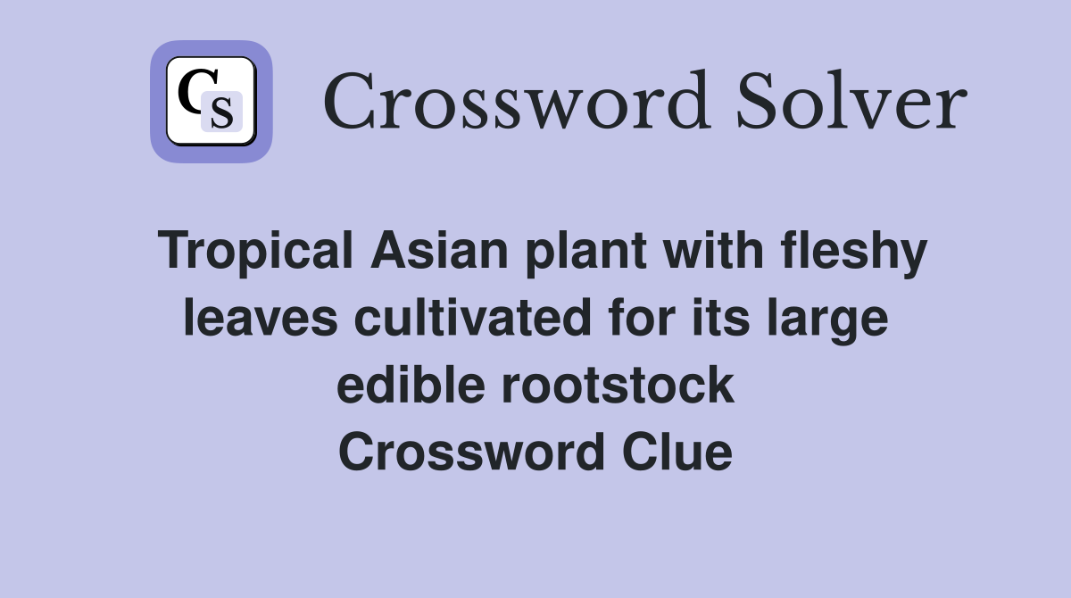 Tropical Asian plant with fleshy leaves cultivated for its large edible rootstock Crossword Clue