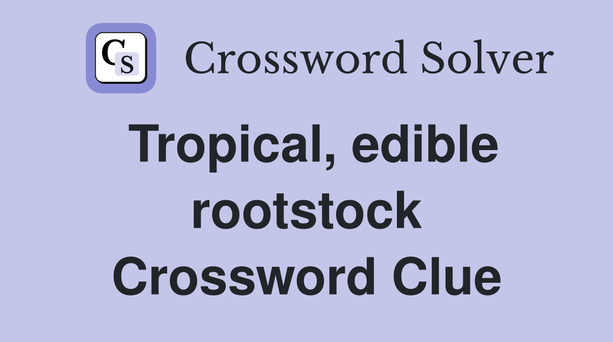 Tropical, edible rootstock Crossword Clue