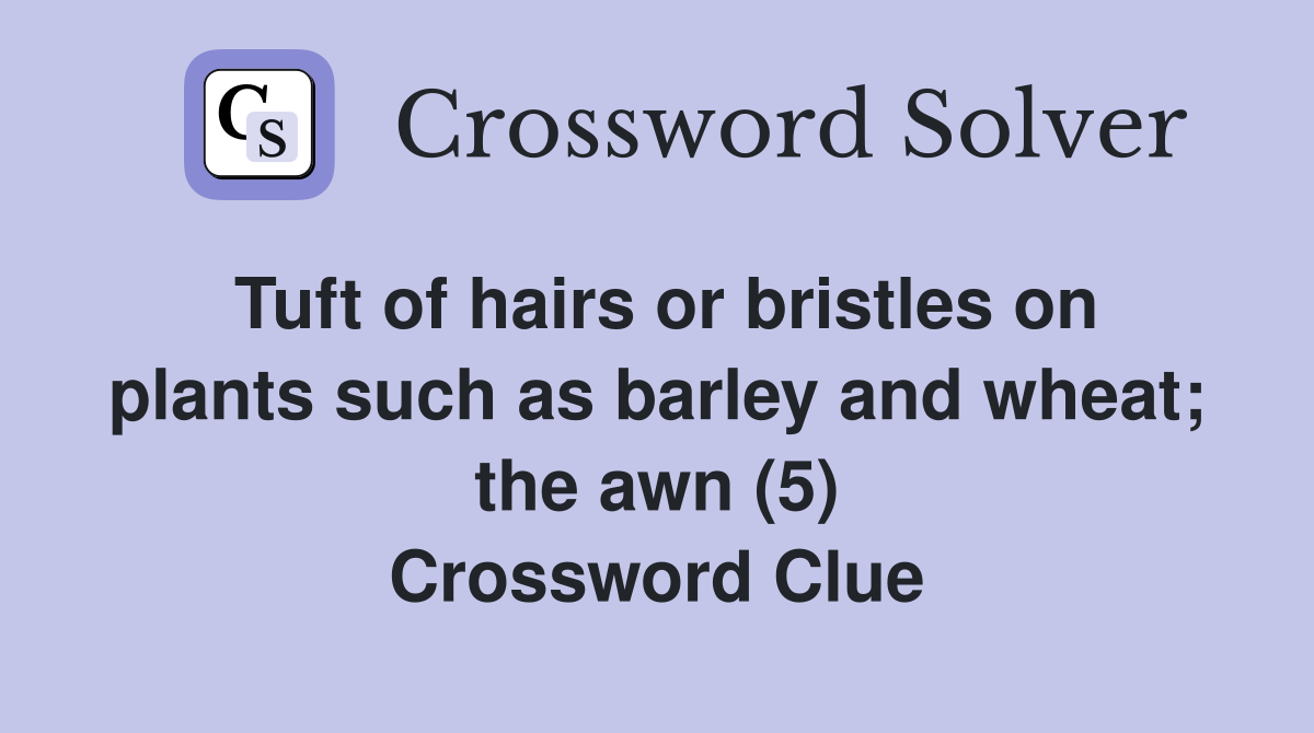 Tuft of hairs or bristles on plants such as barley and wheat; the awn (5) Crossword Clue