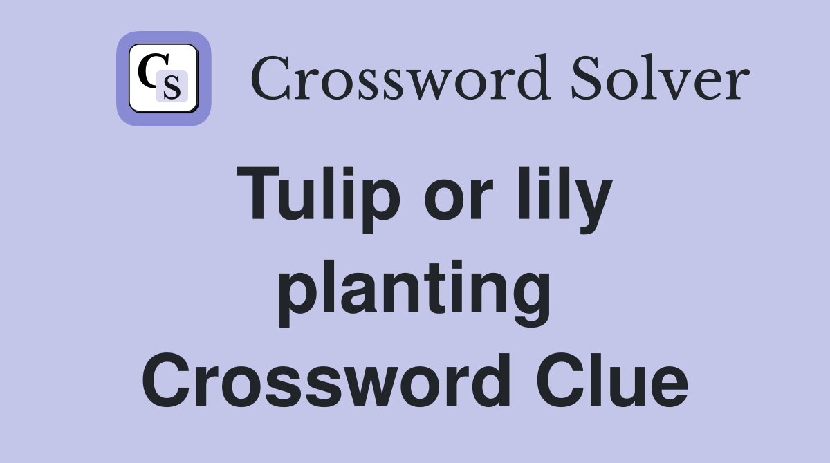 Tulip or lily planting Crossword Clue