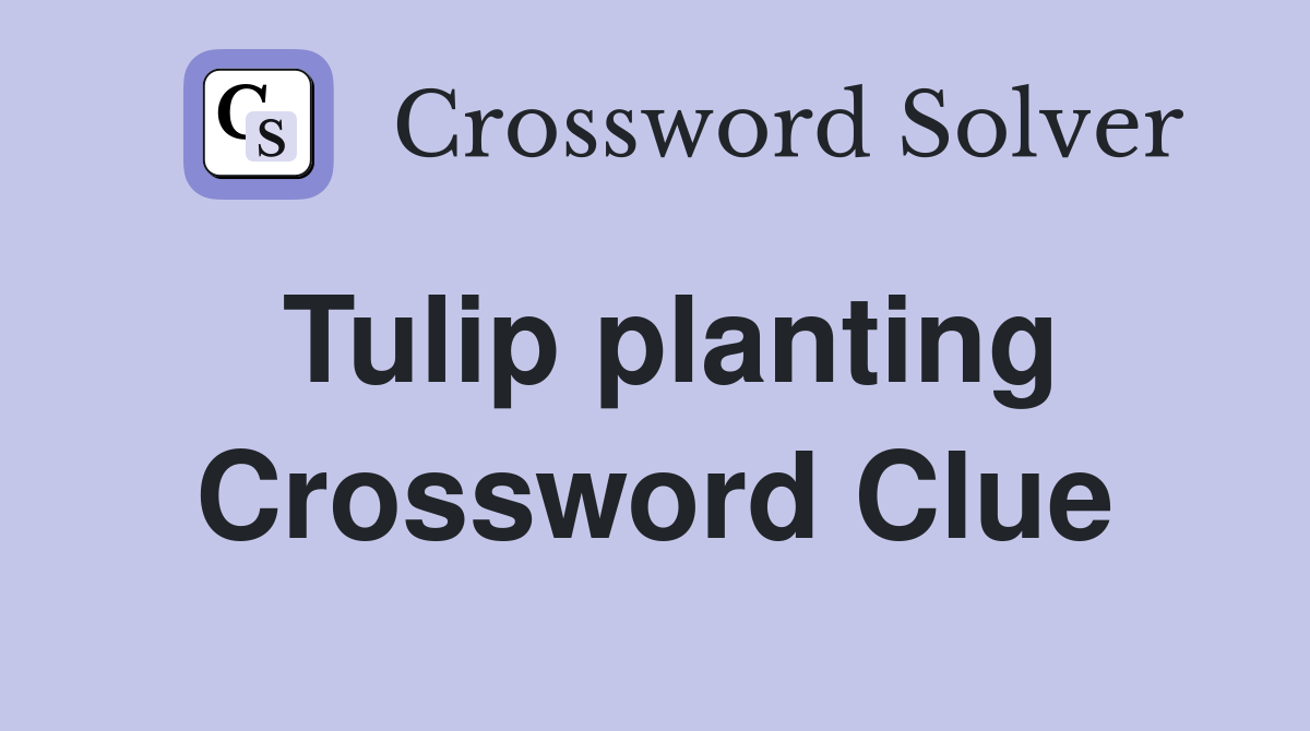 Tulip planting Crossword Clue