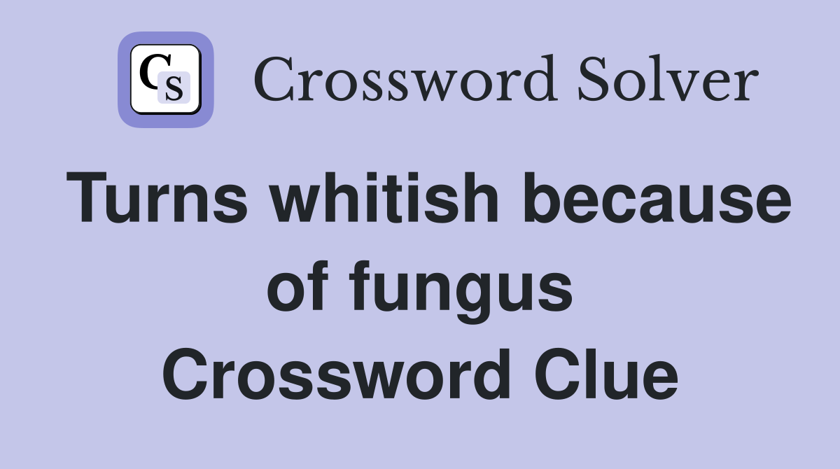 Turns whitish because of fungus Crossword Clue