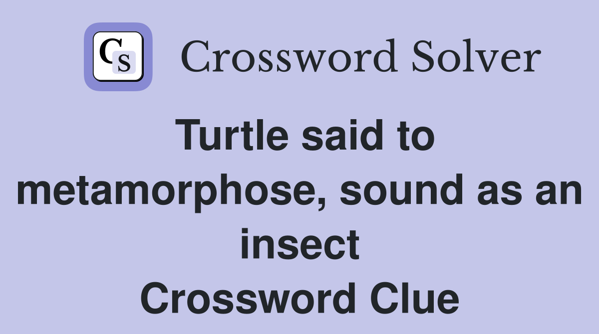 Turtle said to metamorphose, sound as an insect Crossword Clue