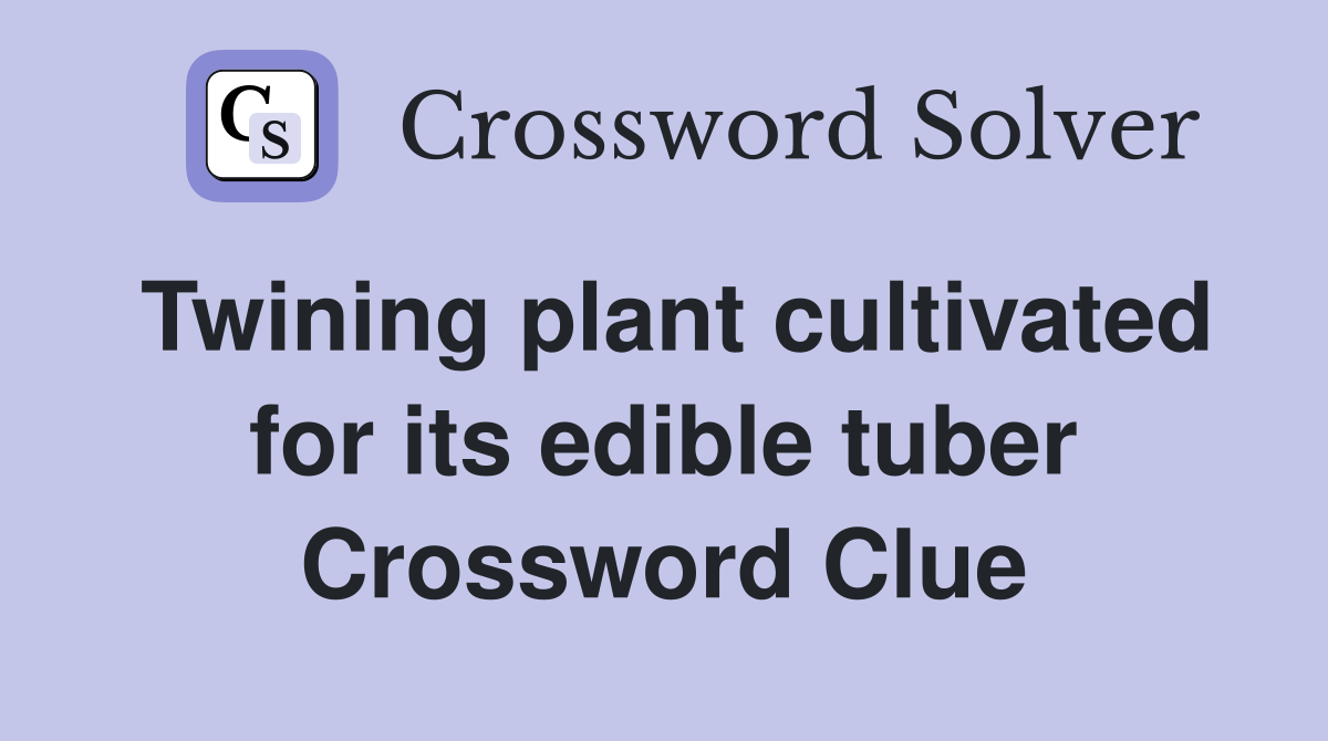 Twining plant cultivated for its edible tuber Crossword Clue