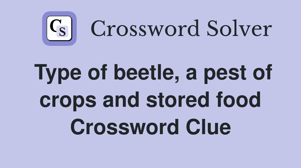 Type of beetle, a pest of crops and stored food Crossword Clue