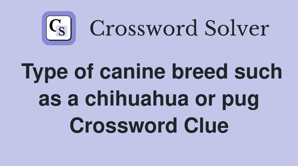 Type of canine breed such as a chihuahua or pug Crossword Clue