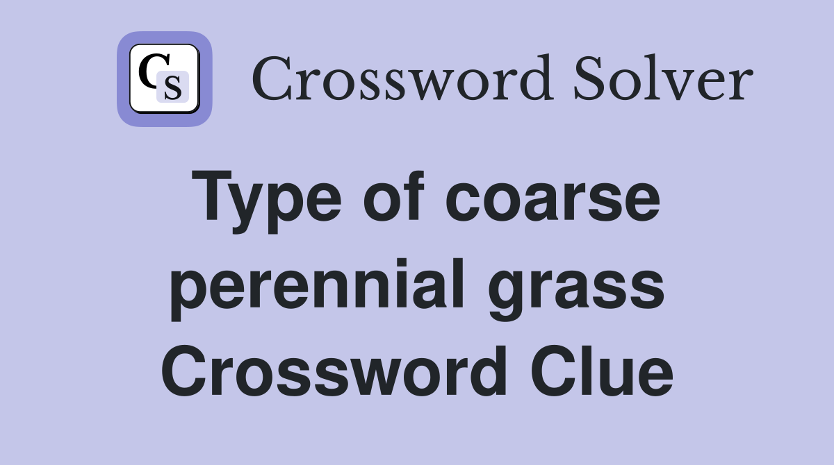 Type of coarse perennial grass Crossword Clue