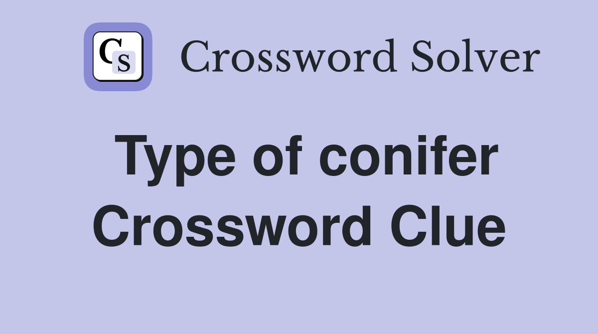 Type of conifer Crossword Clue