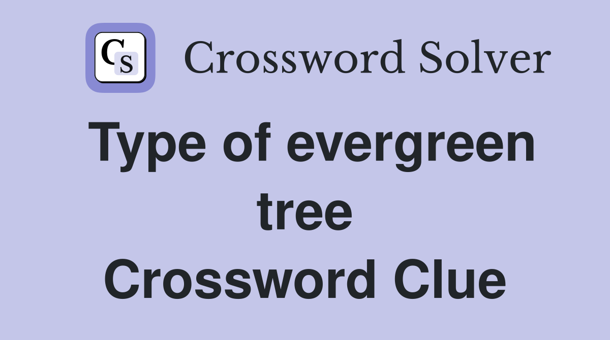 Type of evergreen tree Crossword Clue