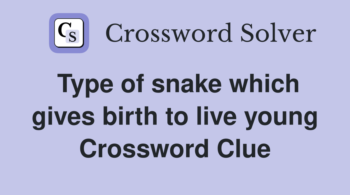 Type of snake which gives birth to live young Crossword Clue