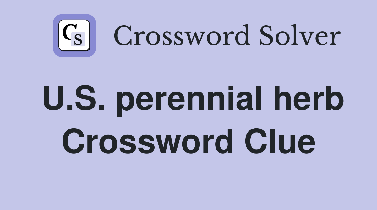 U.S. perennial herb Crossword Clue