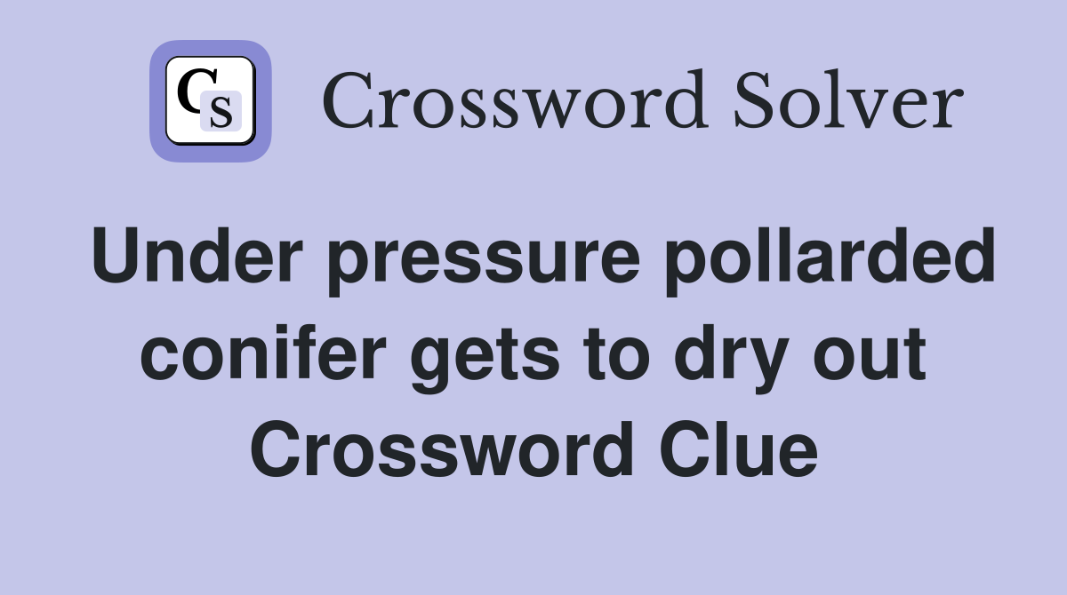 Under pressure pollarded conifer gets to dry out Crossword Clue