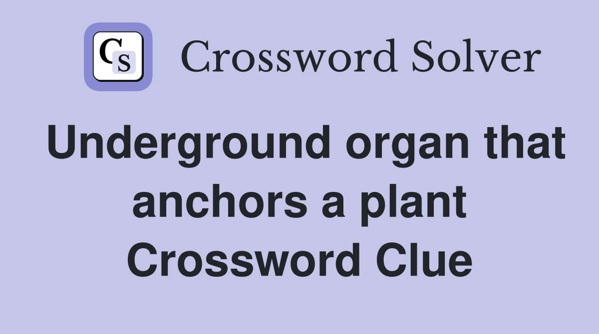 Underground organ that anchors a plant Crossword Clue