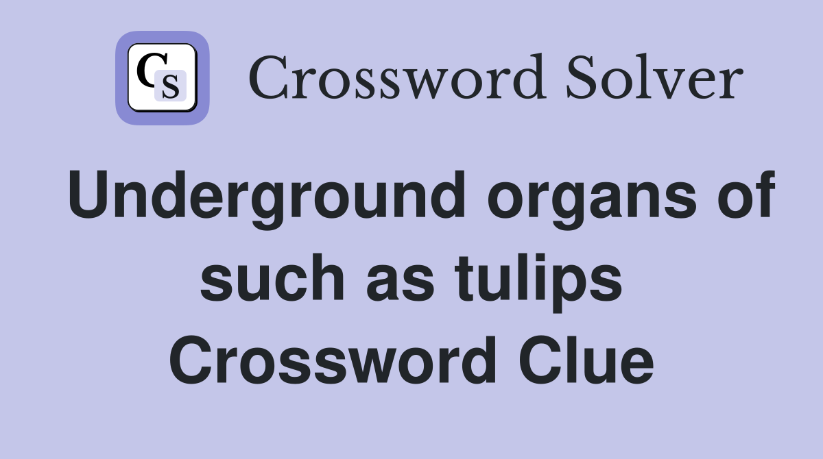 Underground organs of such as tulips Crossword Clue