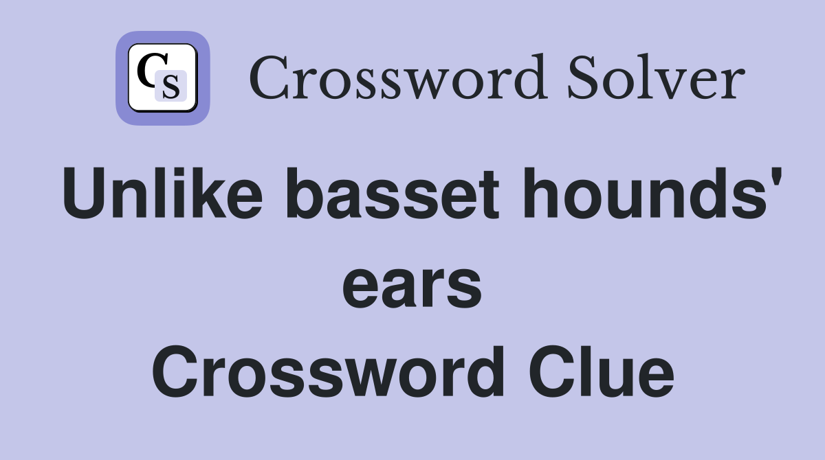 Unlike basset hounds' ears Crossword Clue