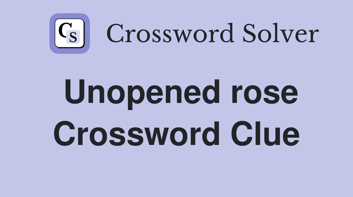 Unopened rose Crossword Clue