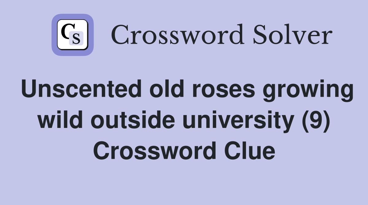 Unscented old roses growing wild outside university (9) Crossword Clue