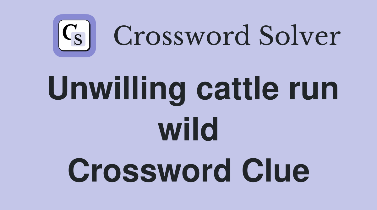 Unwilling cattle run wild Crossword Clue