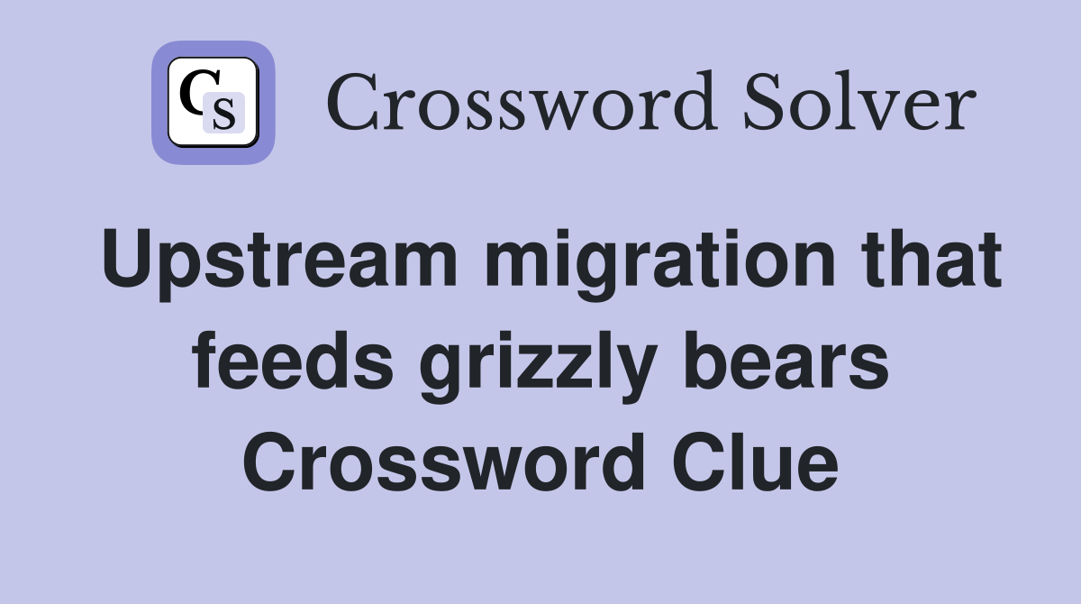 Upstream migration that feeds grizzly bears Crossword Clue