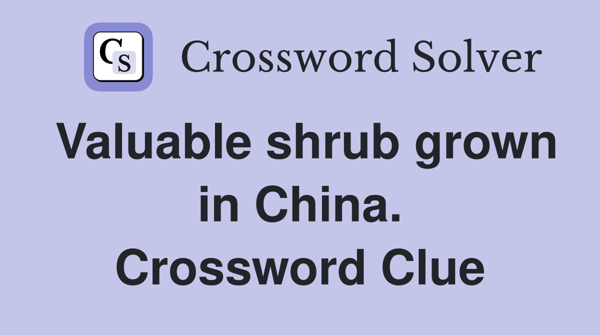 Valuable shrub grown in China. Crossword Clue