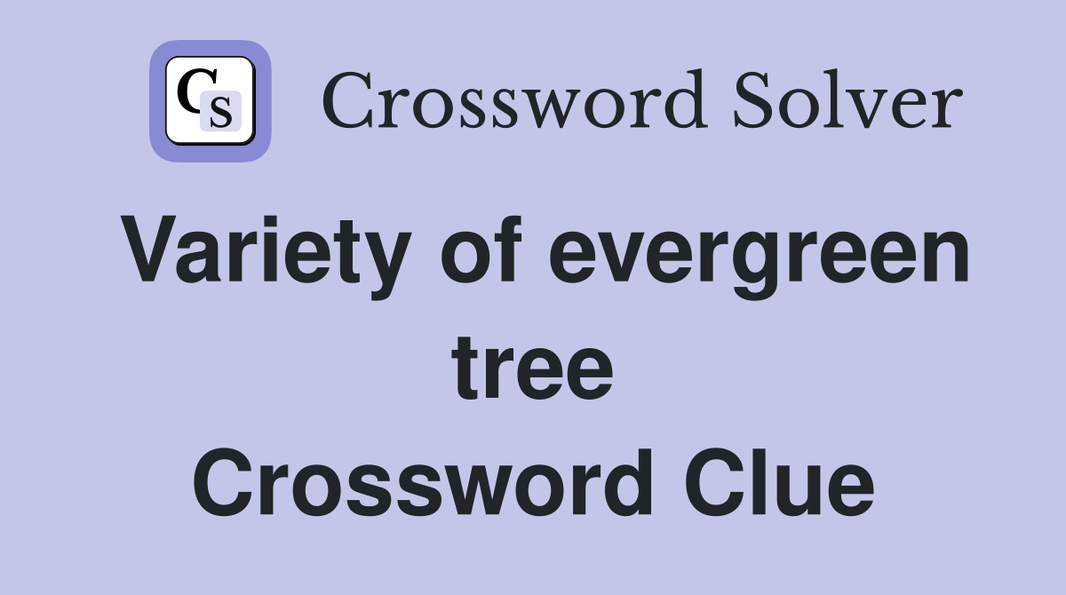 Variety of evergreen tree Crossword Clue
