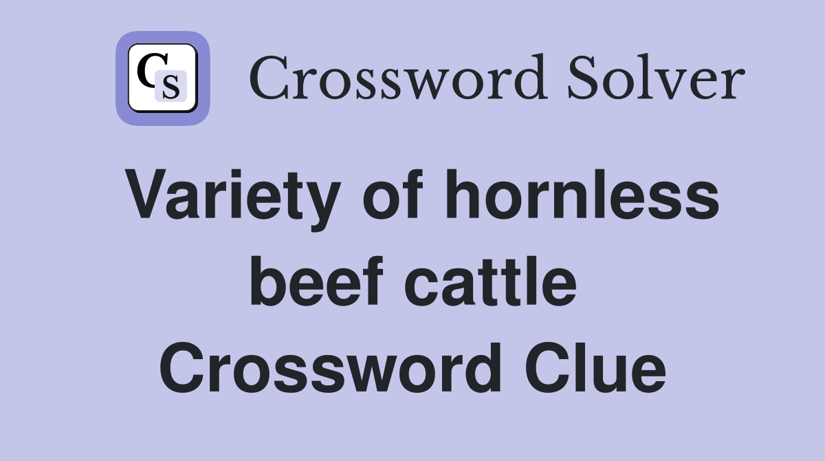 Variety of hornless beef cattle Crossword Clue