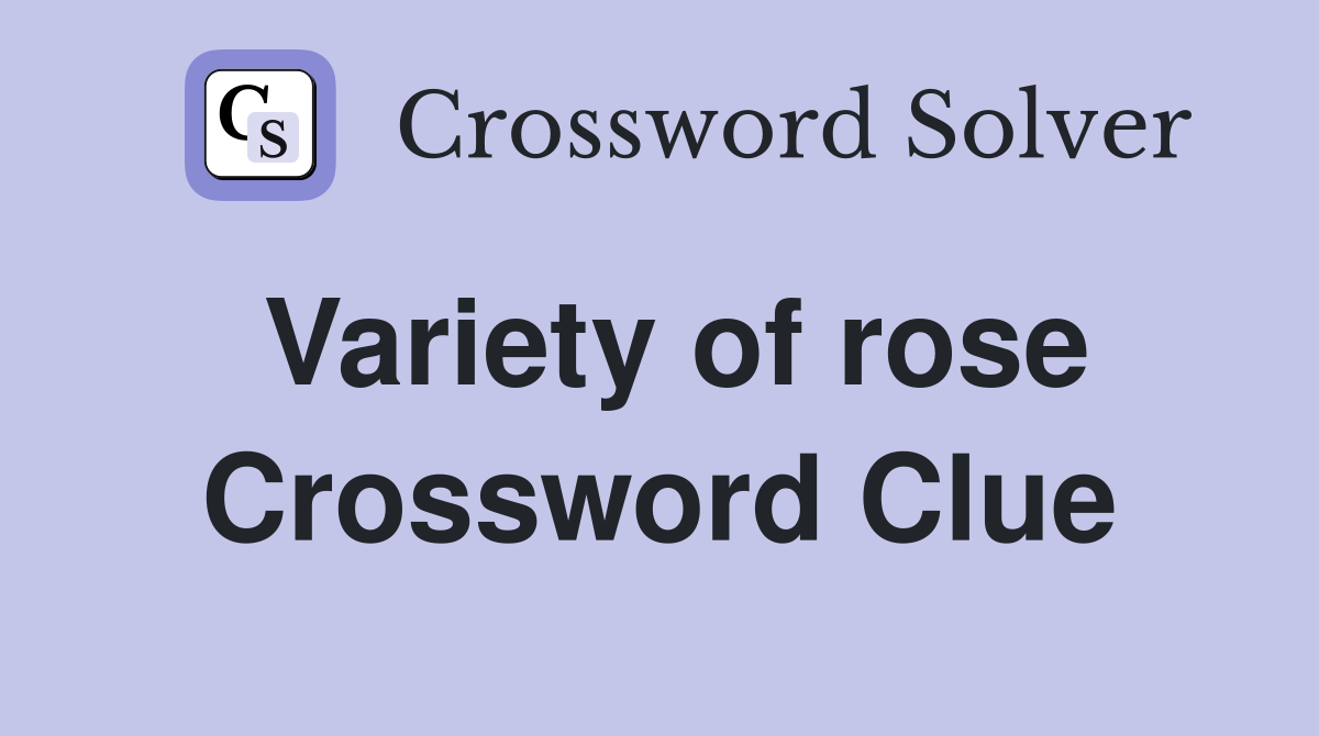 Variety of rose Crossword Clue
