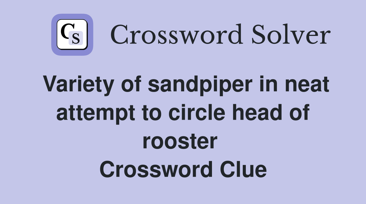 Variety of sandpiper in neat attempt to circle head of rooster  Crossword Clue