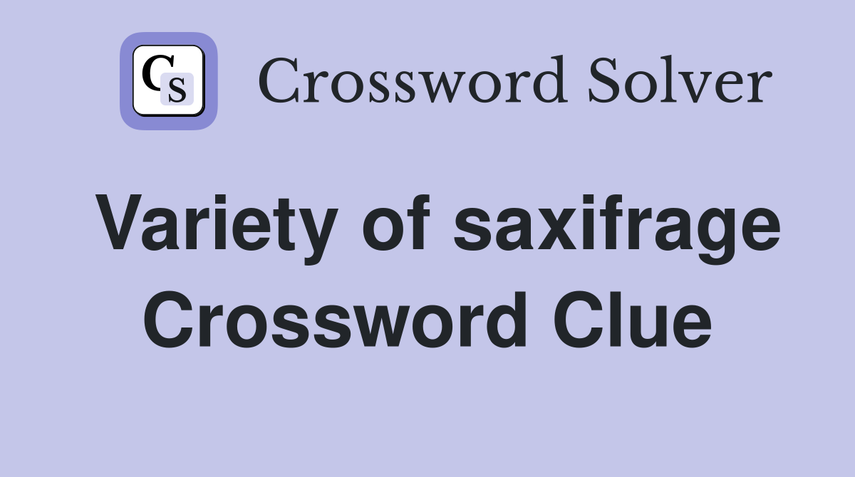 Variety of saxifrage Crossword Clue