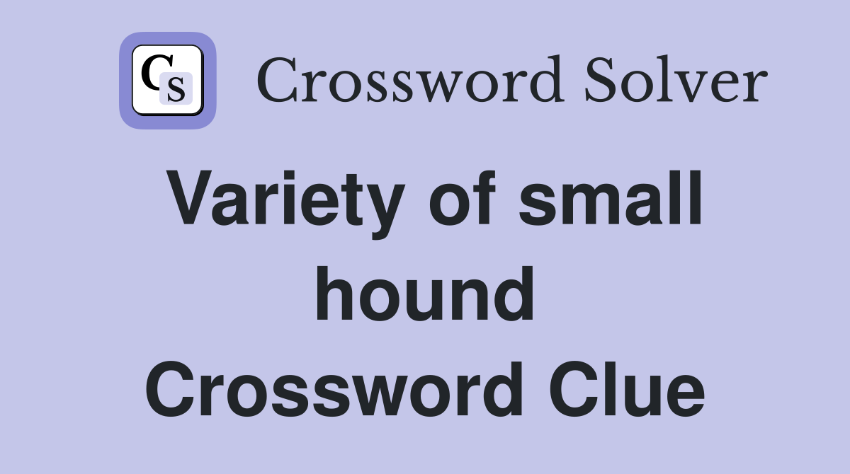 Variety of small hound Crossword Clue