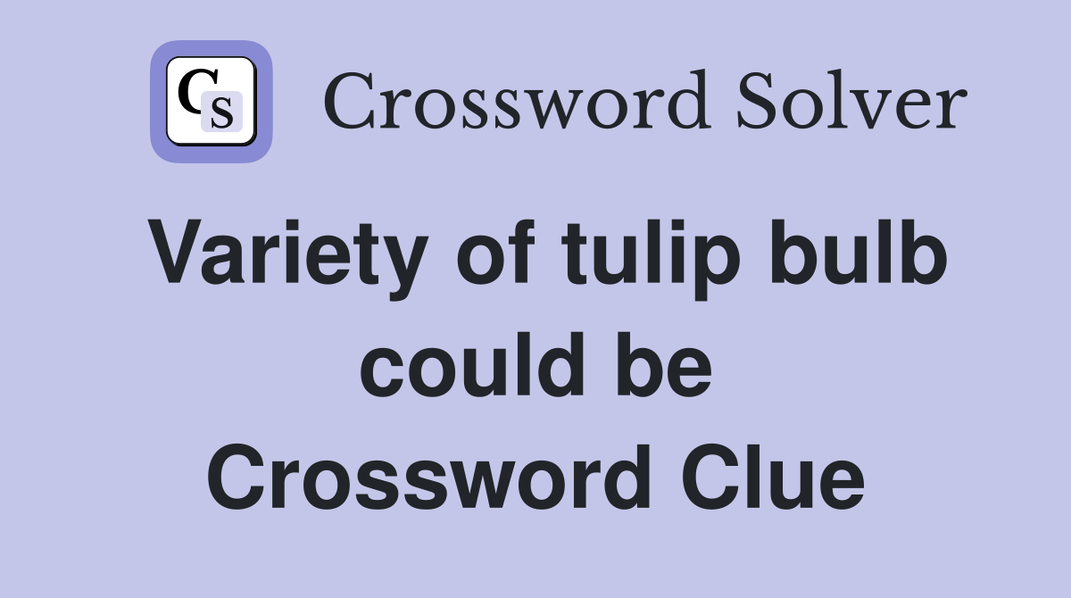 Variety of tulip bulb could be Crossword Clue