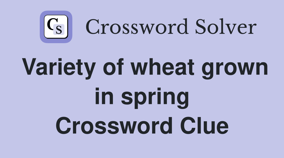 Variety of wheat grown in spring Crossword Clue