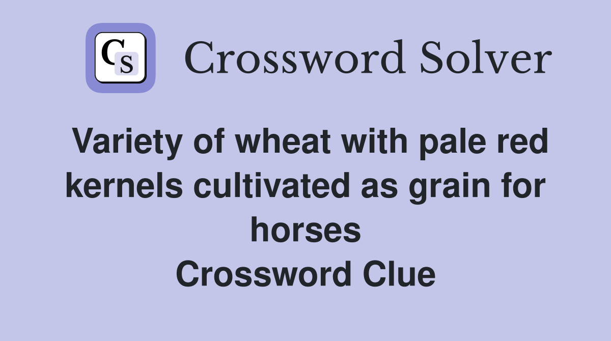 Variety of wheat with pale red kernels cultivated as grain for horses Crossword Clue