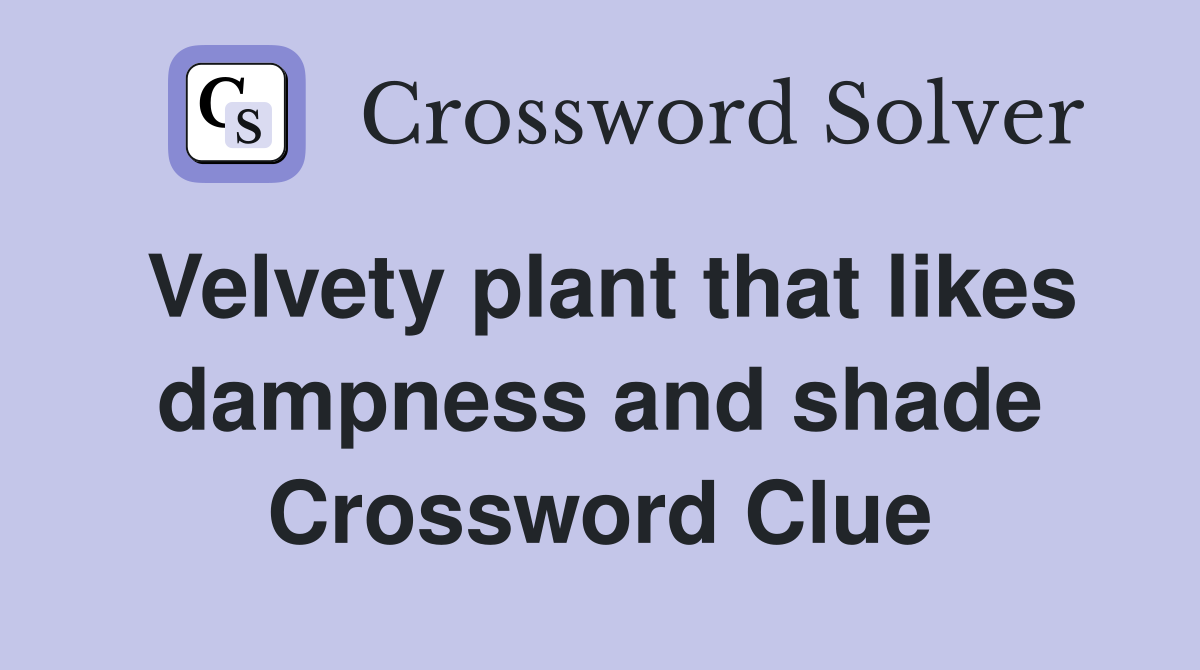 Velvety plant that likes dampness and shade Crossword Clue