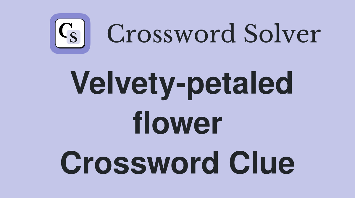 Velvety-petaled flower Crossword Clue