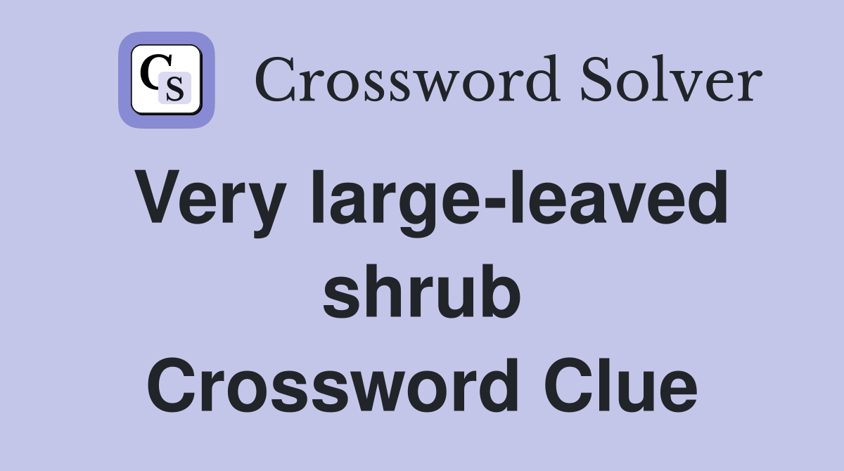 Very large-leaved shrub Crossword Clue