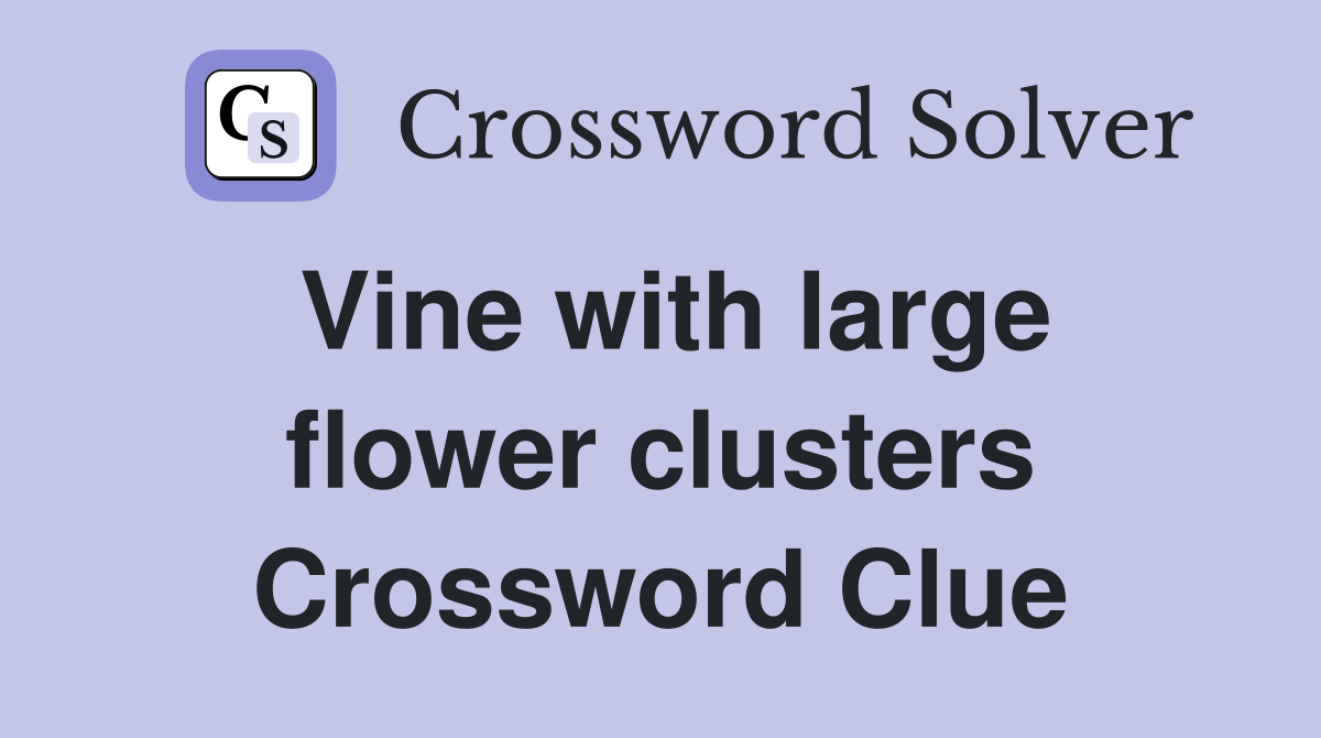 Vine with large flower clusters Crossword Clue